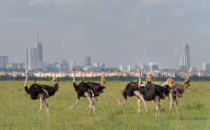 Nairobi City & Cultural Tours