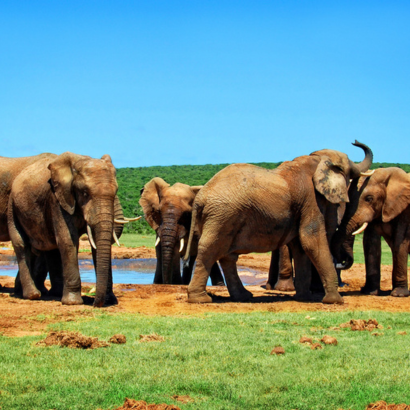 Amboseli