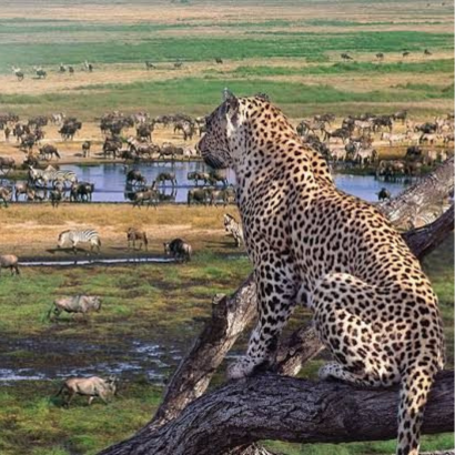 Serengeti
