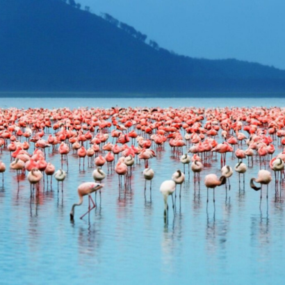 Lake Nakuru