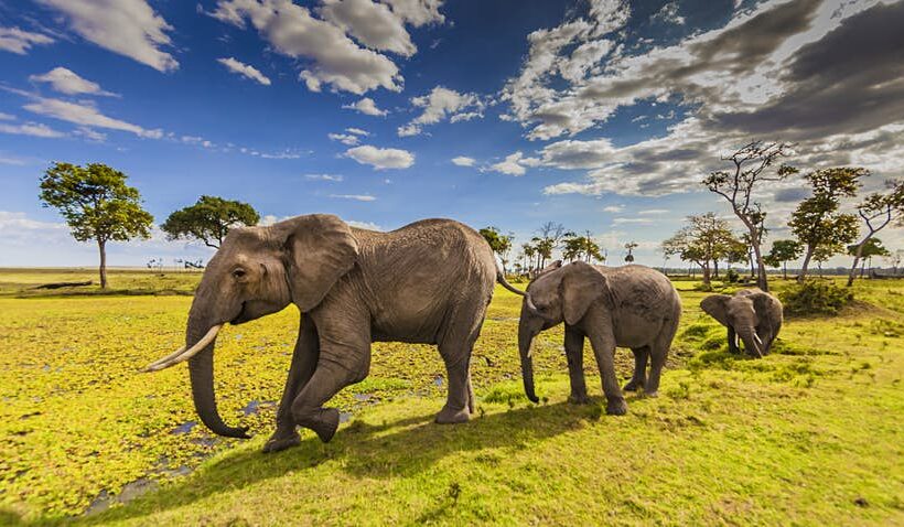 Amboseli Majestic Backdrops